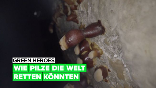Green Heroes: wie wir mit der Hilfe von Pilzen die Welt retten können