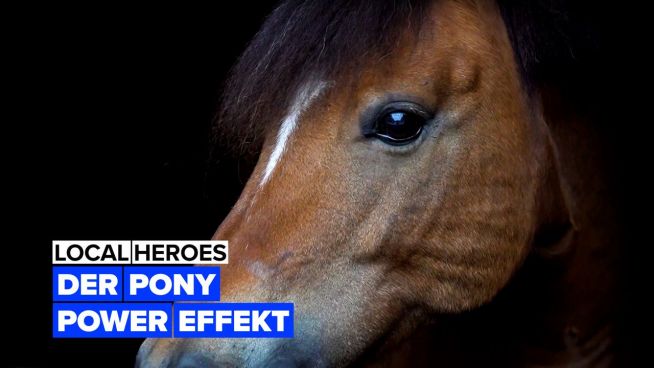 Local Heroes: Ponytherapie