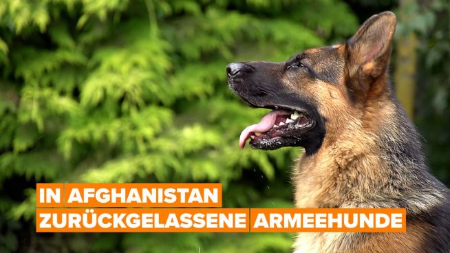 Zurückgelassene Hunde nach US-Evakuierung aus Afghanistan