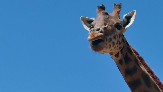 Giraffen erhalten Schutzstatus