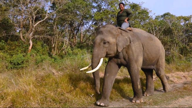 Nepals erste Elefantenreiterin
