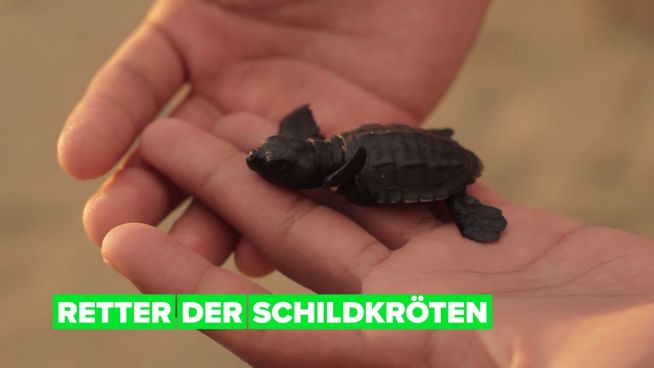 Illegaler Schildkrötenhandel: Wie Meeresschildkröten vor der Tradition gerettet werden
