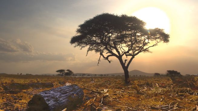 Ein Drittel der tropischen Pflanzen Afrikas sind vom Aussterben bedroht