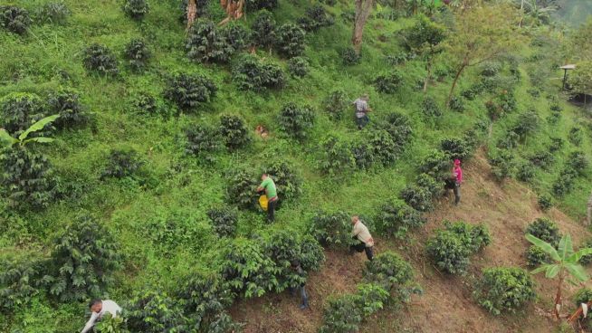 Kaffeeanbau für den Frieden in Kolumbien