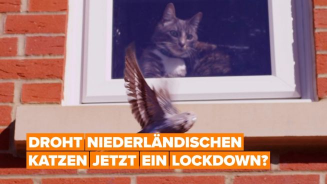 Katzen in den Niederlanden droht eine Ausgangssperre