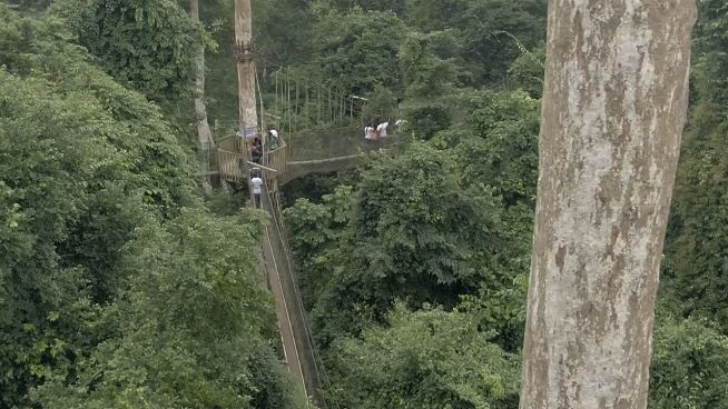 Sights with Heights: Canopy Walk in Ghana