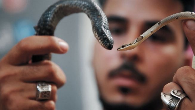 Außergewöhnliche Familie: Würdest du dir einen Nachbarn mit so vielen Schlangen wünschen?